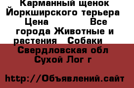 Карманный щенок Йоркширского терьера › Цена ­ 30 000 - Все города Животные и растения » Собаки   . Свердловская обл.,Сухой Лог г.